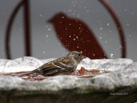 10-30-2013 golden-crowned sparrow at the bird bath_1668.JPG