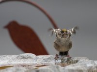 10-30-2013 golden-crowned sparrow drying off_1669.JPG