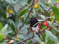 10-30-2013 spotted towhee in the strawberry tree_1608.JPG