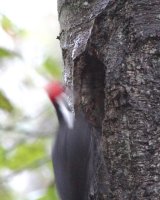 11-5-2013 pileated arrived home 1_6023.JPG