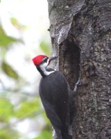 11-5-2013 pileated arrived home 2_6024.JPG