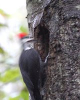 11-5-2013 pileated arrived home 3_6025.JPG