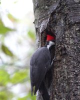 11-5-2013 pileated arrived home 4_6026.JPG