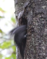 11-5-2013 pileated arrived home 5_6027.JPG