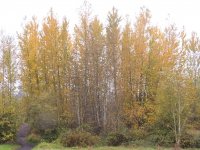 cottonwoods.jpg