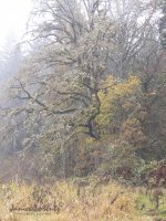 fall colors at the refuge..jpg