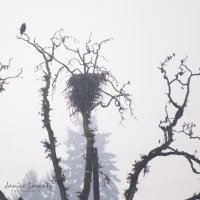 Eagles nest.jpg