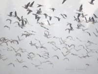 Geese 2.jpg