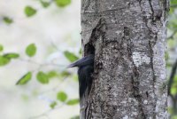 11-06-2013 pileated dives into hollow_6079.JPG
