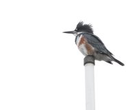 11-06-2013 fm kingfisher on top of the world_6069.JPG