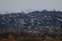 11-9-2013 snowgeese landing_6576.JPG