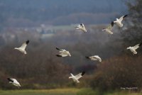 11-9-2013 snowgeese landing_6356.JPG
