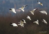 11-9-2013 snowgeese landing_6451c2.JPG 11-9-2013 snowgeese landing_6451c2.JPG