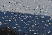 11-9-2013 snow geese with cascade backdrop_6549.JPG