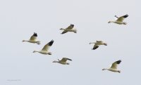 11-9-2013 snowgeese in formation_6221.JPG