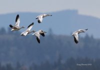 11-9-2013 snowgeese in formation_6271c2.JPG