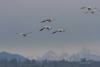 11-9-2013 snowgeese landing_6280.JPG