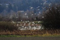 11-9-2013 snowgeese landing_6592.JPG