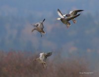 11-9-2013  2 adult blue geese and 2juvies_6482.JPG