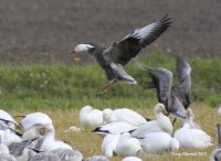 11-9-2013 adjult and juvie blue geese_6494.JPG