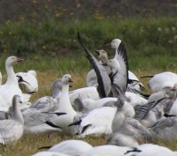 11-9-2013 adjult blue goose_6497c2.JPG