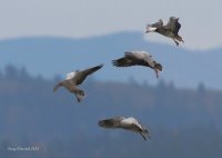 11-9-2013 blue geese two adults two juvies_6480.JPG