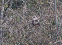 11-14-2013 red tailed hawk_6600.JPG