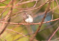 DSC_2785.jpg