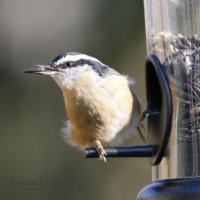 Nuthatch.jpg