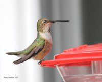 8-3-2013 fm rufous at the kitchen feeder_4651.JPG