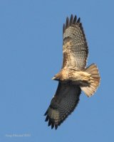 11-26-2013 red-tailed hawk_2088 c2.JPG