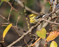 11-26-2013 Townsend's warbler_2101.JPG