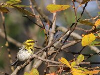 11-26-2013 Townsend's warbler_2106.JPG