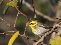 11-26-2013 Townsend's warbler_2109.JPG
