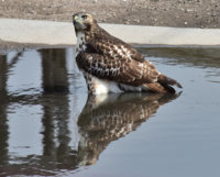 Hawk 4_080418.JPG