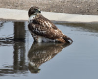Hawk_080418.JPG