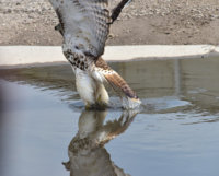 Hawk2_080418.JPG