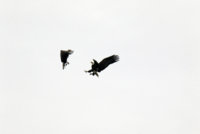 Skagit Eagles 826.JPG