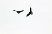 Skagit Eagles 827.JPG