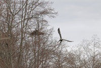 Skagit Eagles 789.JPG