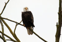 Skagit Eagles 287.JPG
