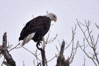 Eagle_1_011719.JPG