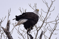 Eagle_2_011719.JPG