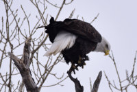 Eagle_3_011719.JPG