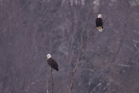 Double Eagle_011719.JPG