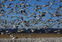 Skagit Snow Gesse  5D 227.JPG