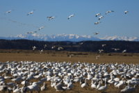Skagit Snow Gesse  5D 161.JPG