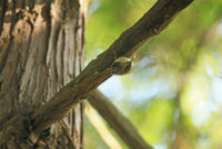 Sagit Washington P.K  Brown Creeper 205.JPG