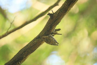 Sagit Washington P.K  Brown Creeper 207.JPG