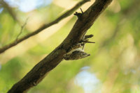 Sagit Washington P.K  Brown Creeper 209.JPG